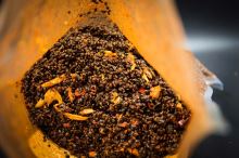 My-Baits Partikel Hemp-Bucketwheat Mix "Hot Gamba´n Tuna" 2 l (2)