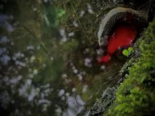 LK Baits Nutrigo Predator (9)