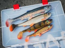 Savage Gear Gumová Nástraha 3D Herring Shad V2 Herring (2)