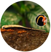 Redbass Smáčik Big Snake Bass Redbass Smáčik Big Snake Bass