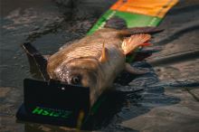 Zfish Meracia Podložka Challenger (6)