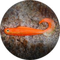 RedBass Gumová Nástraha Twister Kixter Orange G UV RedBass Gumová Nástraha Twister Kixter Orange G UV