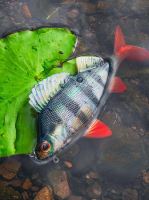 Fox Rage Gumová Nástraha Ultra Realistic Perch Replicant (9)