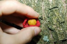 LK Baits boilie Paste 250g (14)