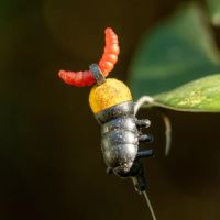 One More Cast Umelá Nástraha Tweakers Maggot Boomerangs 10 ks (7)