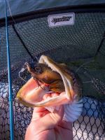 Berkley Gumová Nástraha PowerBait Nessie Roach (3)