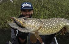 Salmo Wobler Fatso Sinking Holo Smelt (4)