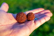 Chytil Boilies Pandemia 24 mm 100 g (1)