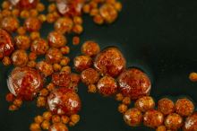 Sticky Baits Plávajúce Pelety Floaters Krill 3 kg (3)