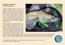 ČRS Puzzle Zuibáč Obecný (1)