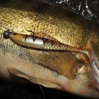 Berkley Gumová Nástraha Cullshad Slim Firetiger (12)