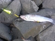 Black Cat Podvodný Plavák U Float Tree Fluo Červená (2)