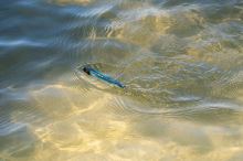 Berkley Wobler J-Walker Blue Bullet 10 cm 14 g (4)