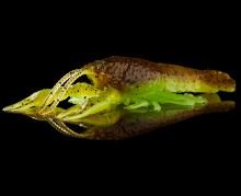 Savage Gear Gumová Nástraha Ned Craw Floating Black Red 6,5 cm 2,5 g (2)