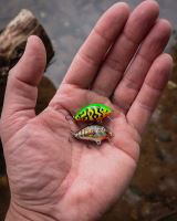 Salmo Wobler Tiny Floating Green Tiger 3 cm (4)