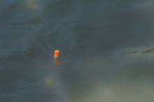 Preston Innovations Plavák Precision Pellet Waggler (8)