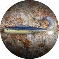 RedBass Gumová Nástraha Twister Kixter Bass RedBass Gumová Nástraha Twister Kixter Bass