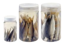 Albatros Nástražné Rybičky V Náleve Roach Plotica 8/10 cm 10 ks (1)