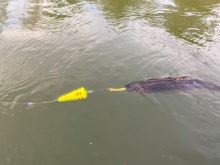 Black Cat Podvodný Plavák U Float Tree Fluo Červená (4)