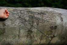 Giants fishing Prút Radiant MX Feeder 3,6 m 50-100 g (5)