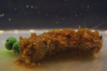 My-Baits Mix Hmyzu Destruction Seafood PVA Friendly & Ready To Use 1,5 l (7)