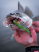 Berkley Gumová Nástraha PowerBait Cullshad Shallow Sinking Albino (6)
