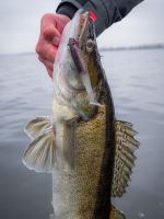 Berkley Gumová Nástraha PowerBait Cullshad Shallow Sinking Albino (1)