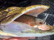 Fox Rage Gumová Nástraha Ultra Natural Replicant Roach (6)