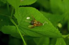 Savage Gear 3D Cicada F Brown (3)