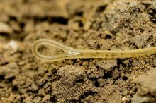 One More Cast Montáž Blend Fused QC Leader 40 lb (3)