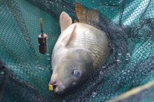 Wolf Krmítko Advanced Metohd Feeder Load System (4)