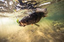 Salmo Wobler Rattlin Hornet Floating Natural Perch (10)