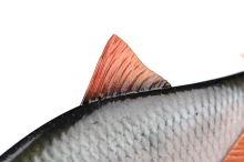 Fox Rage Gumová Nástraha Ultra Realistic Roach Replicant (2)