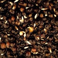 Nash Partikel Oily Hemp (1)