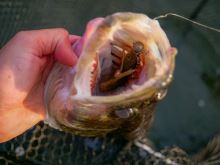 Berkley Gumová Nástraha Powerbait Cullminnow Brown Perch (6)