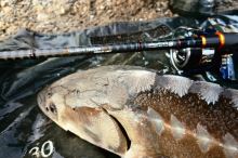 Sportex Prút Xclusive Feeder RS-2 Medium Light 3,95 m 65-125 g (17)