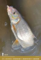 ČRS Nástenný Rybársky Kalendár Na Rok 2024 (2)